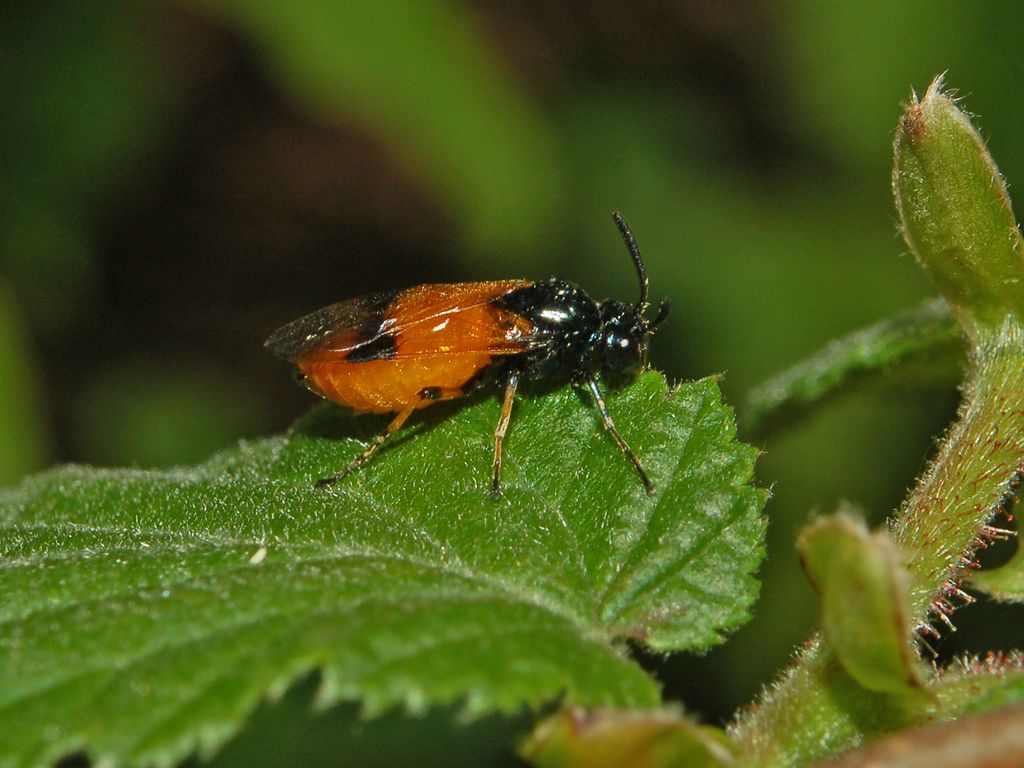 Argidae (?) da determinare - Arge cyanocrocea